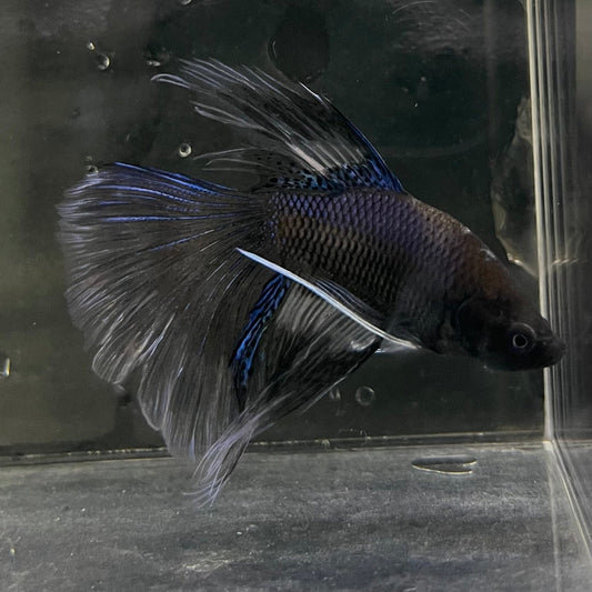 the-fish-farm Male Betta Male Betta - One Only - 5 Choose your favourite Male Betta from The Fish Farm Australia