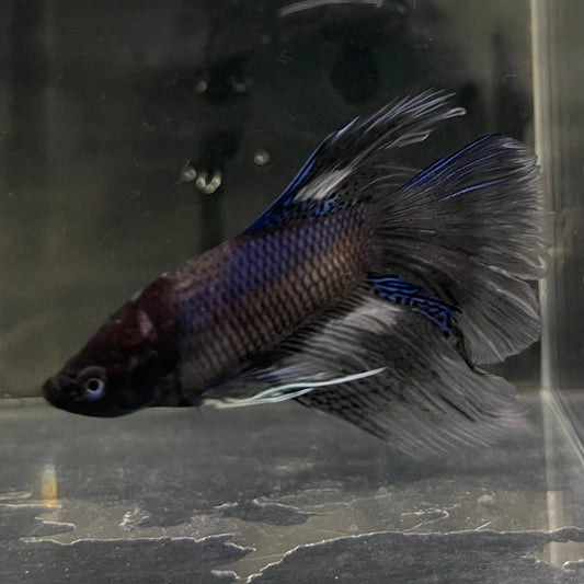 the-fish-farm Male Betta Male Betta - One Only - 5 Choose your favourite Male Betta from The Fish Farm Australia