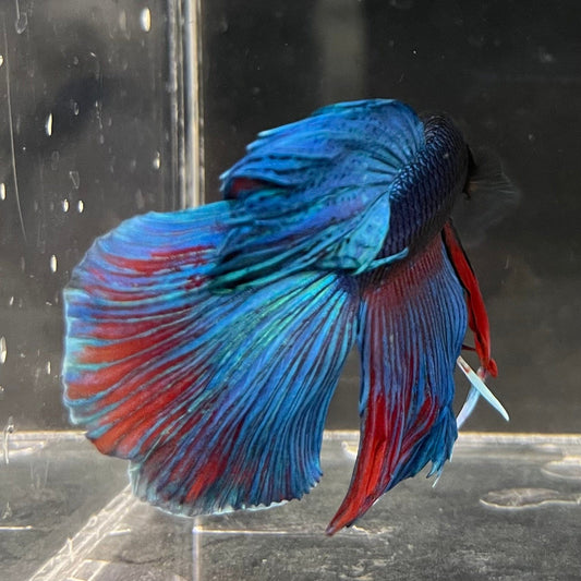 the-fish-farm Male Betta Male Betta - One Only - 5 Choose your favourite Male Betta from The Fish Farm Australia