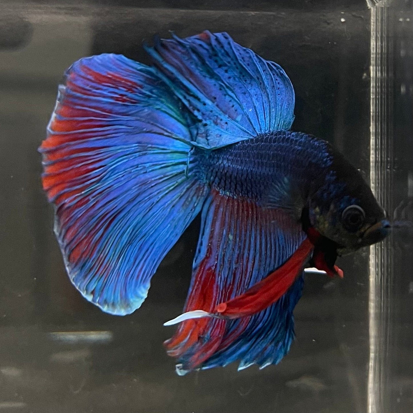 the-fish-farm Male Betta Male Betta - One Only - 5 Choose your favourite Male Betta from The Fish Farm Australia