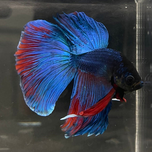 the-fish-farm Male Betta Male Betta - One Only - 5 Choose your favourite Male Betta from The Fish Farm Australia