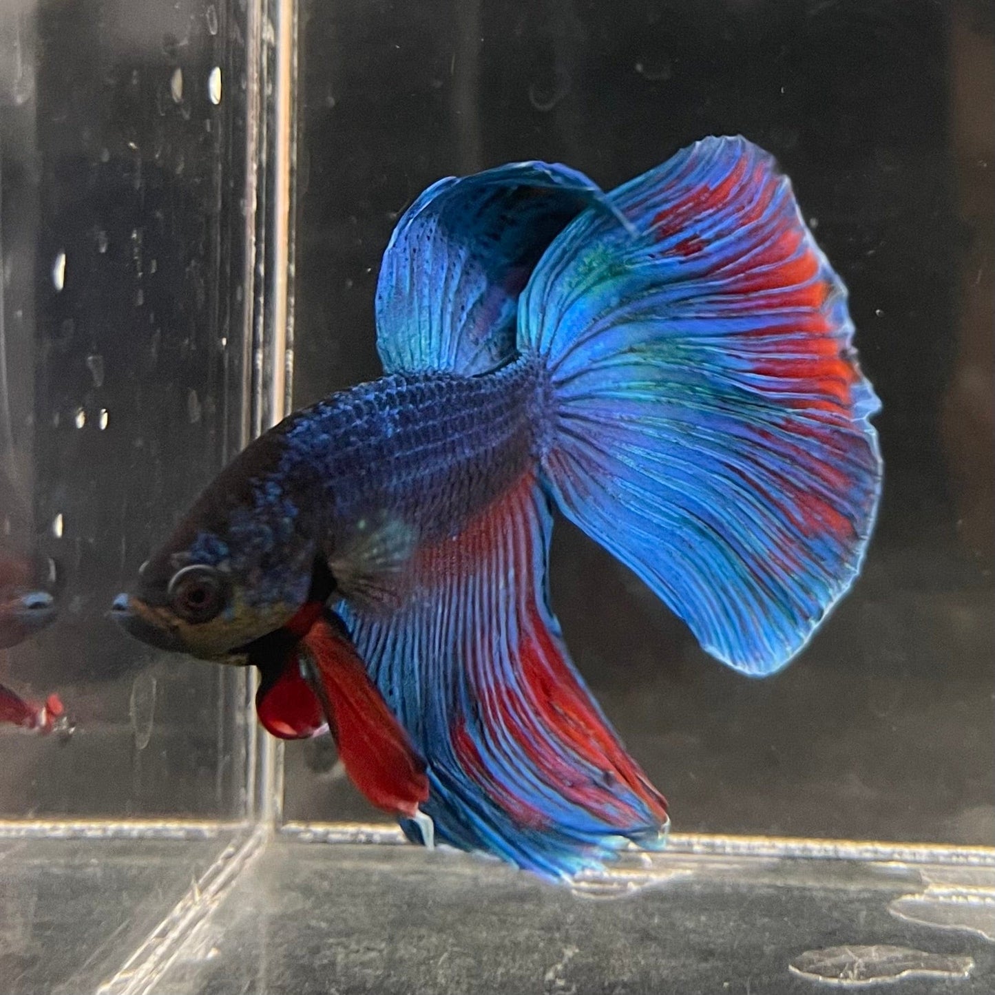 the-fish-farm Male Betta Male Betta - One Only - 5 Choose your favourite Male Betta from The Fish Farm Australia