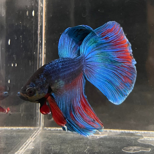 the-fish-farm Male Betta Male Betta - One Only - 5 Choose your favourite Male Betta from The Fish Farm Australia