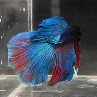 the-fish-farm Male Betta Male Betta - One Only - 5 Choose your favourite Male Betta from The Fish Farm Australia
