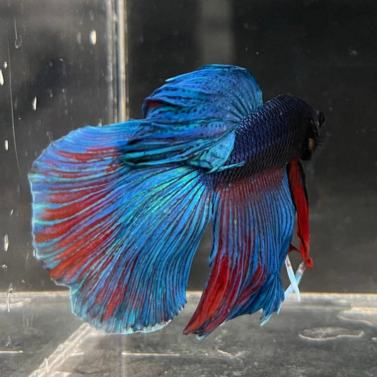 the-fish-farm Male Betta Male Betta - One Only - 5 Choose your favourite Male Betta from The Fish Farm Australia