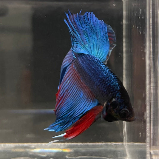 the-fish-farm Male Betta Male Betta - One Only - 5 Choose your favourite Male Betta from The Fish Farm Australia