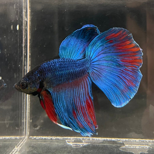 the-fish-farm Male Betta Male Betta - One Only - 5 Choose your favourite Male Betta from The Fish Farm Australia