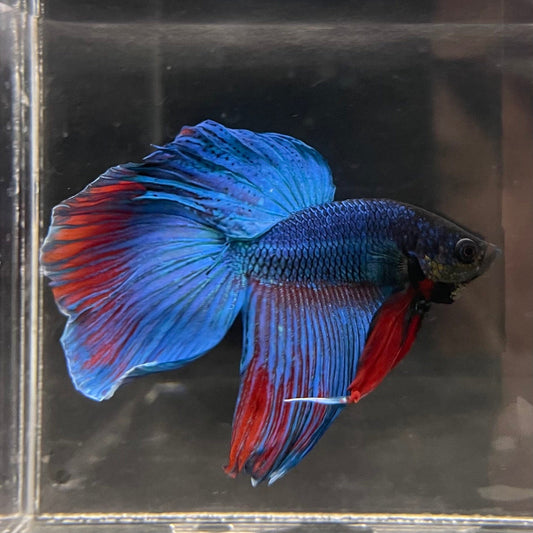 the-fish-farm Male Betta Male Betta - One Only - 5 Choose your favourite Male Betta from The Fish Farm Australia