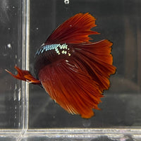 the-fish-farm Male Betta Male Betta - One Only - 5 Choose your favourite Male Betta from The Fish Farm Australia