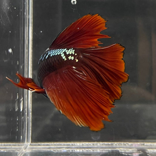 the-fish-farm Male Betta Male Betta - One Only - 5 Choose your favourite Male Betta from The Fish Farm Australia