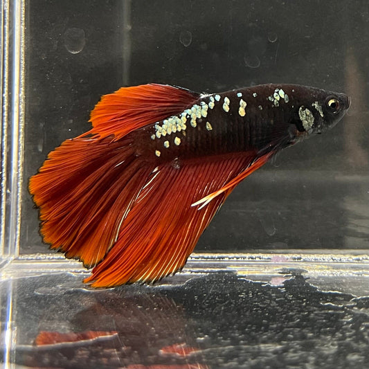 the-fish-farm Male Betta Male Betta - One Only - 5 Choose your favourite Male Betta from The Fish Farm Australia