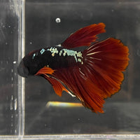 the-fish-farm Male Betta Male Betta - One Only - 5 Choose your favourite Male Betta from The Fish Farm Australia