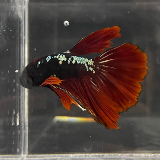 the-fish-farm Male Betta Male Betta - One Only - 5 Choose your favourite Male Betta from The Fish Farm Australia