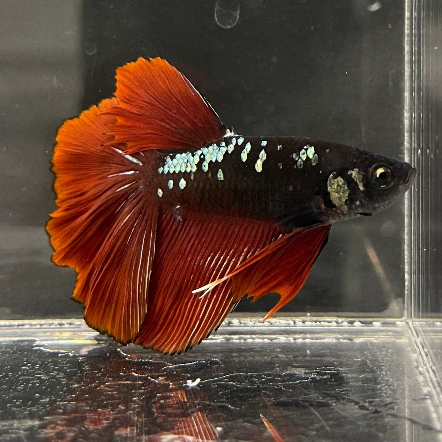 the-fish-farm Male Betta Male Betta - One Only - 5 Choose your favourite Male Betta from The Fish Farm Australia