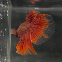 the-fish-farm Male Betta Male Betta - One Only - 5 Choose your favourite Male Betta from The Fish Farm Australia