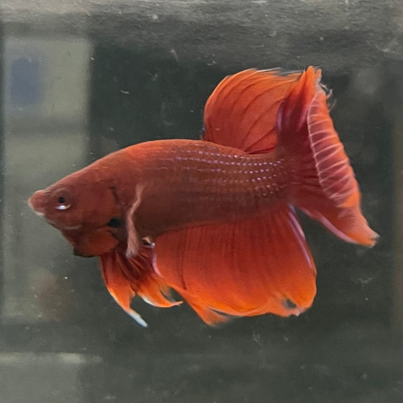 the-fish-farm Male Betta Male Betta - One Only - 5 Choose your favourite Male Betta from The Fish Farm Australia