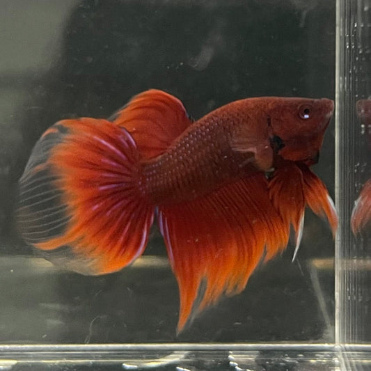 the-fish-farm Male Betta Male Betta - One Only - 5 Choose your favourite Male Betta from The Fish Farm Australia