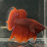 the-fish-farm Male Betta Male Betta - One Only - 5 Choose your favourite Male Betta from The Fish Farm Australia