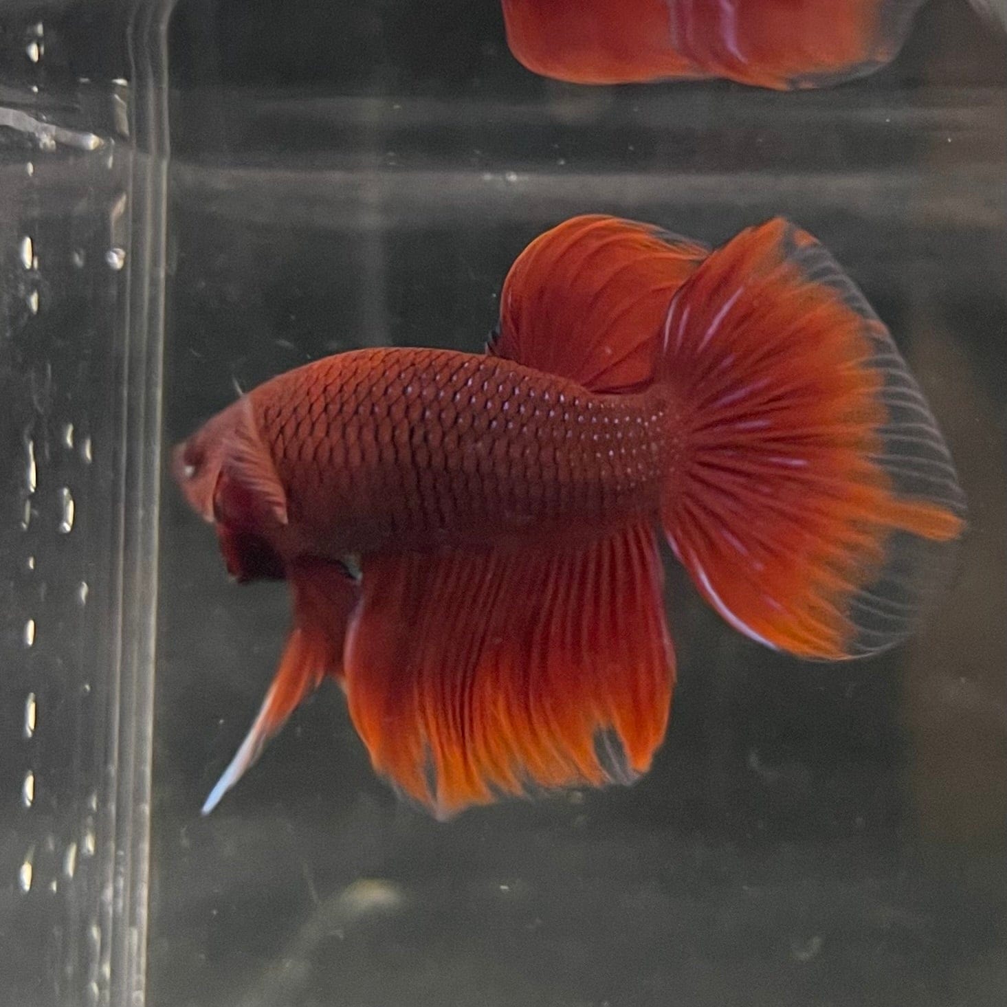 the-fish-farm Male Betta Male Betta - One Only - 5 Choose your favourite Male Betta from The Fish Farm Australia