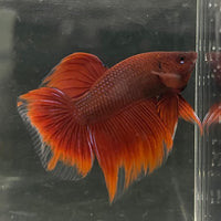 the-fish-farm Male Betta Male Betta - One Only - 5 Choose your favourite Male Betta from The Fish Farm Australia