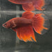 the-fish-farm Male Betta Male Betta - One Only - 5 Choose your favourite Male Betta from The Fish Farm Australia