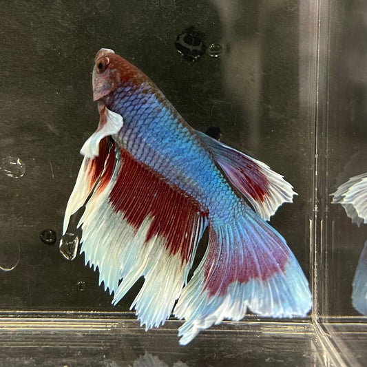 the-fish-farm Male Betta Male Betta - One Only - 5 Choose your favourite Male Betta from The Fish Farm Australia