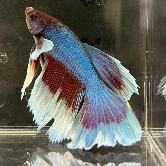 the-fish-farm Male Betta Male Betta - One Only - 5 Choose your favourite Male Betta from The Fish Farm Australia