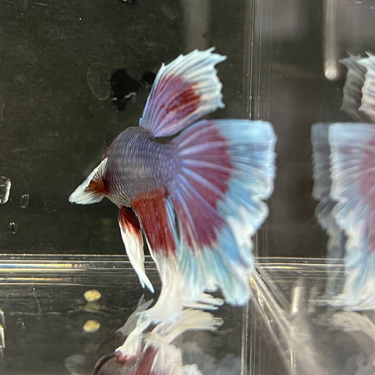 the-fish-farm Male Betta Male Betta - One Only - 5 Choose your favourite Male Betta from The Fish Farm Australia