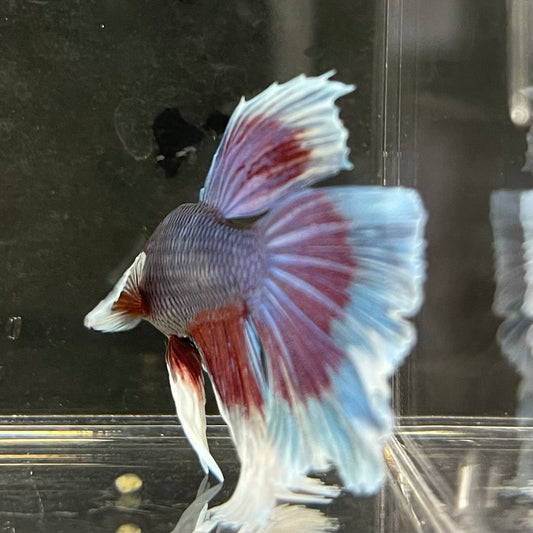 the-fish-farm Male Betta Male Betta - One Only - 5 Choose your favourite Male Betta from The Fish Farm Australia