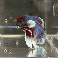 the-fish-farm Male Betta Male Betta - One Only - 5 Choose your favourite Male Betta from The Fish Farm Australia