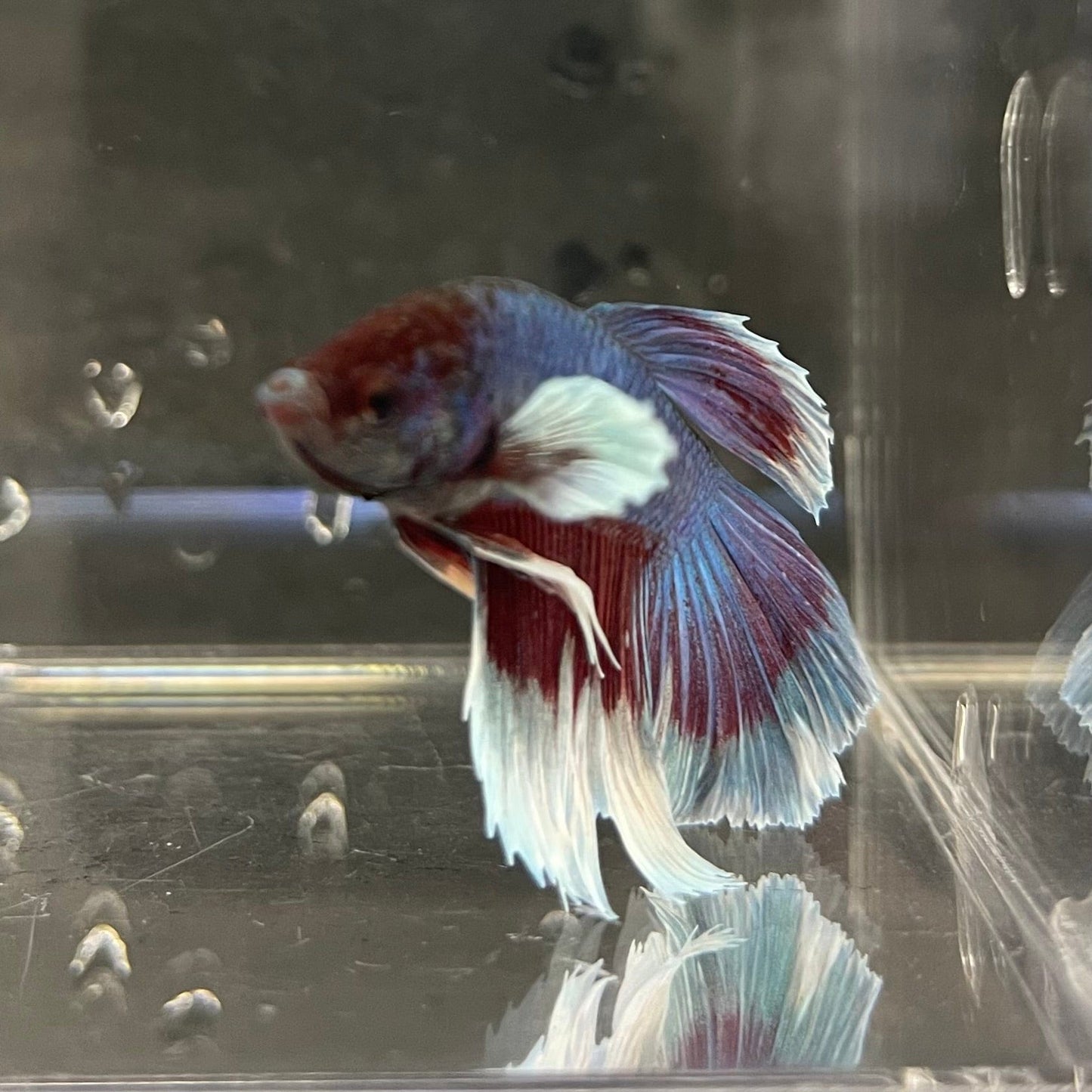 the-fish-farm Male Betta Male Betta - One Only - 5 Choose your favourite Male Betta from The Fish Farm Australia