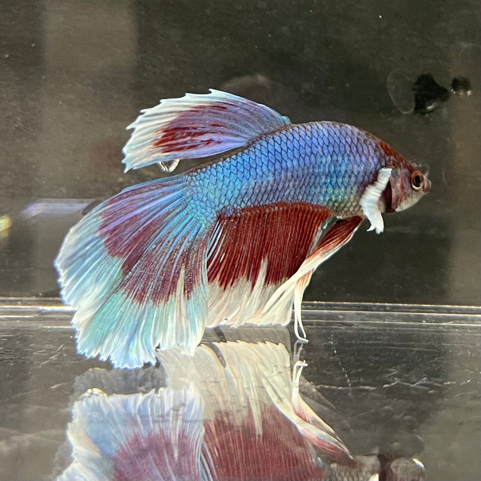 the-fish-farm Male Betta Male Betta - One Only - 5 Choose your favourite Male Betta from The Fish Farm Australia