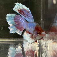 the-fish-farm Male Betta Male Betta - One Only - 5 Choose your favourite Male Betta from The Fish Farm Australia