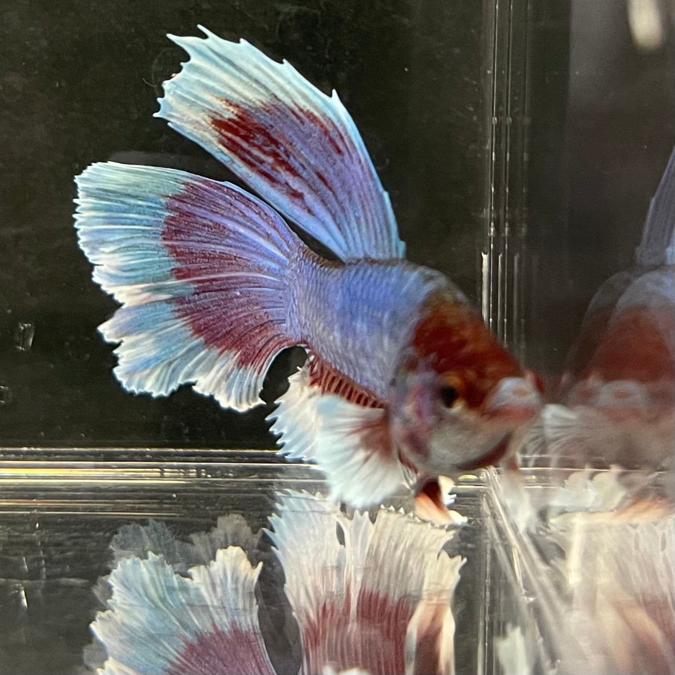 the-fish-farm Male Betta Male Betta - One Only - 5 Choose your favourite Male Betta from The Fish Farm Australia