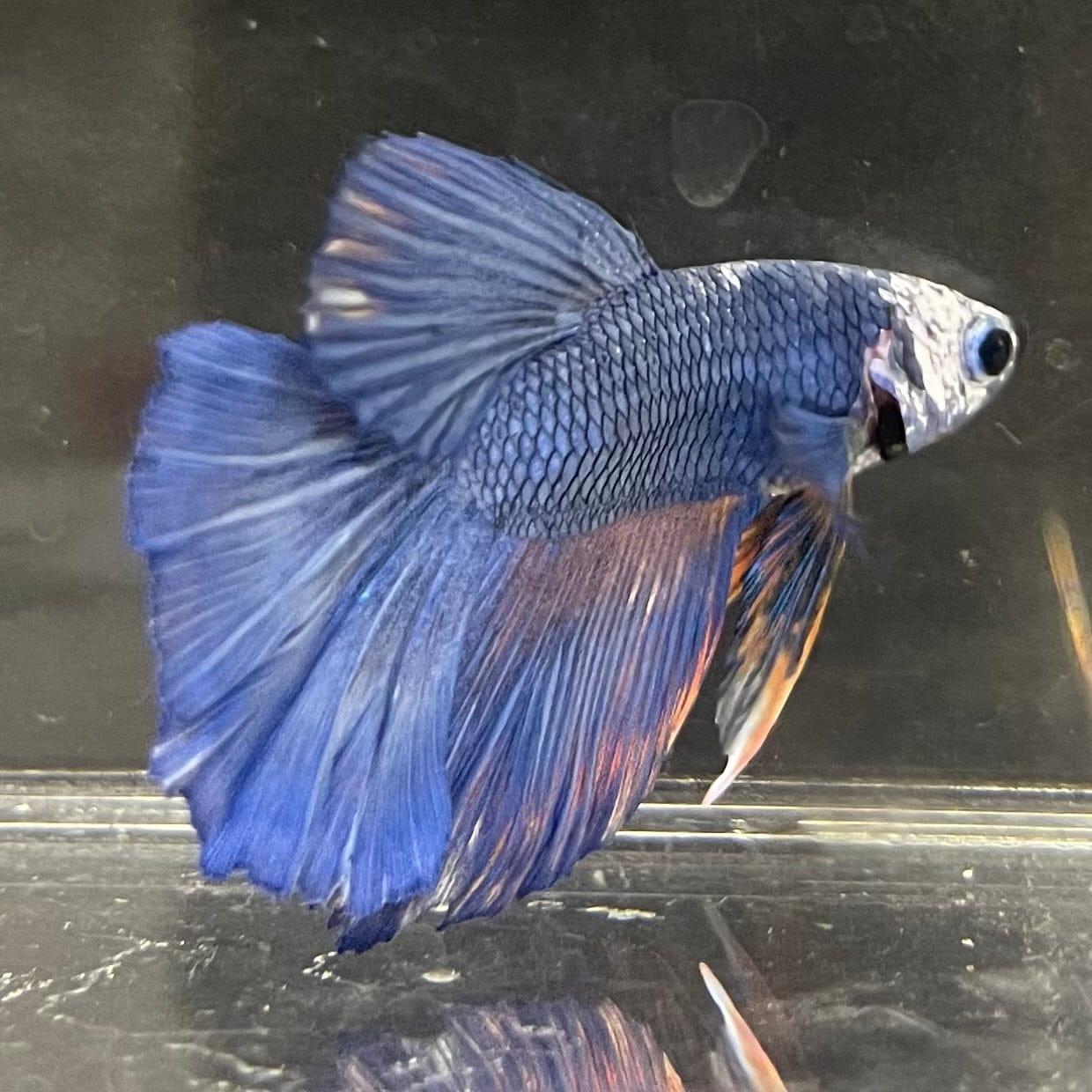 the-fish-farm Male Betta Male Betta - One Only - 5 Choose your favourite Male Betta from The Fish Farm Australia