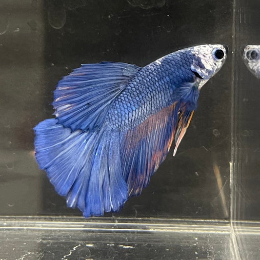 the-fish-farm Male Betta Male Betta - One Only - 5 Choose your favourite Male Betta from The Fish Farm Australia