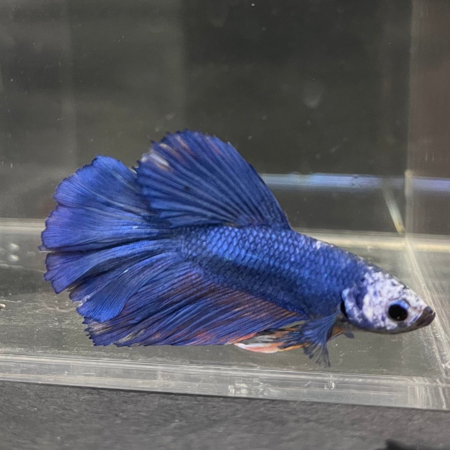 the-fish-farm Male Betta Male Betta - One Only - 5 Choose your favourite Male Betta from The Fish Farm Australia