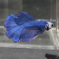 the-fish-farm Male Betta Male Betta - One Only - 5 Choose your favourite Male Betta from The Fish Farm Australia