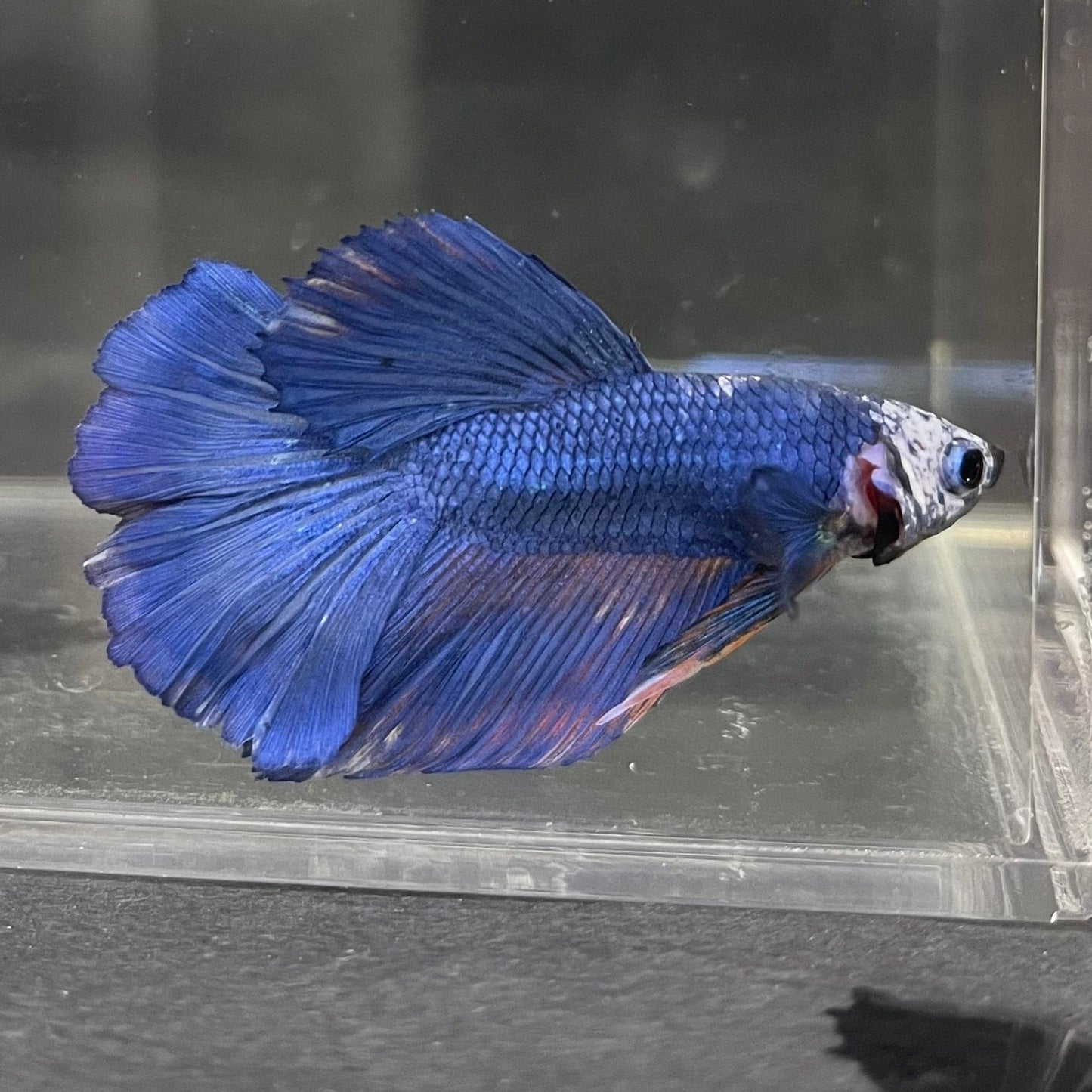 the-fish-farm Male Betta Male Betta - One Only - 5 Choose your favourite Male Betta from The Fish Farm Australia