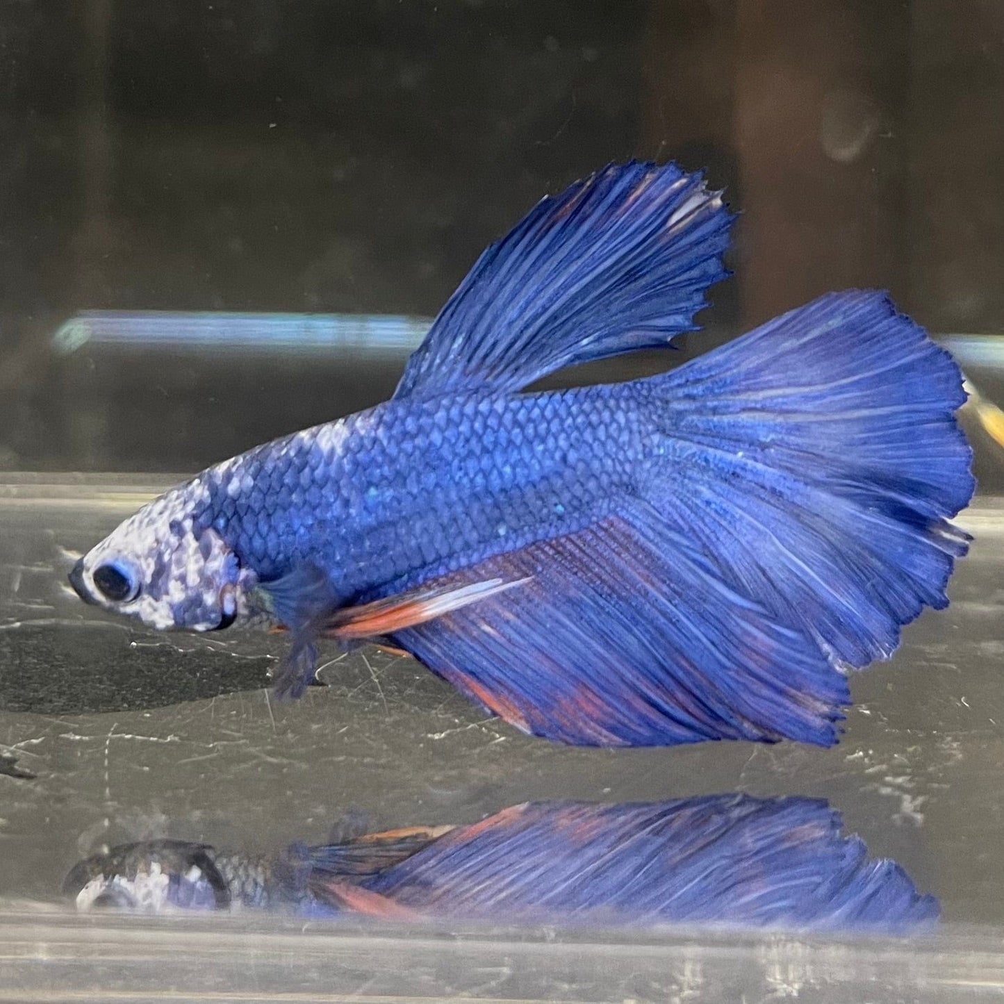 the-fish-farm Male Betta Male Betta - One Only - 5 Choose your favourite Male Betta from The Fish Farm Australia