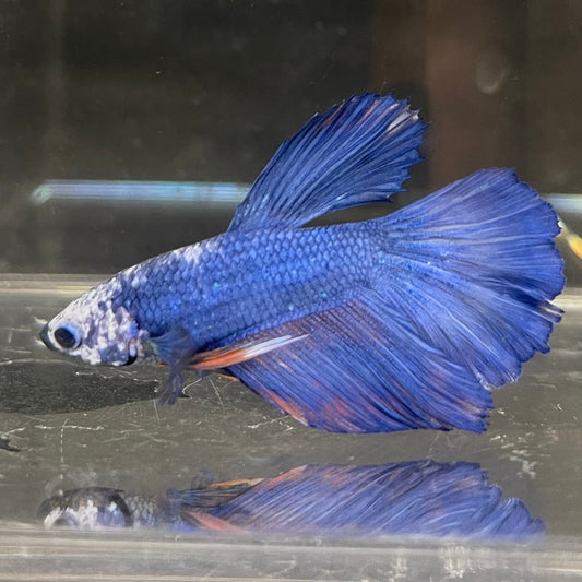 the-fish-farm Male Betta Male Betta - One Only - 5 Choose your favourite Male Betta from The Fish Farm Australia