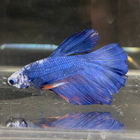 the-fish-farm Male Betta Male Betta - One Only - 5 Choose your favourite Male Betta from The Fish Farm Australia