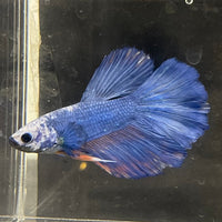 the-fish-farm Male Betta Male Betta - One Only - 5 Choose your favourite Male Betta from The Fish Farm Australia