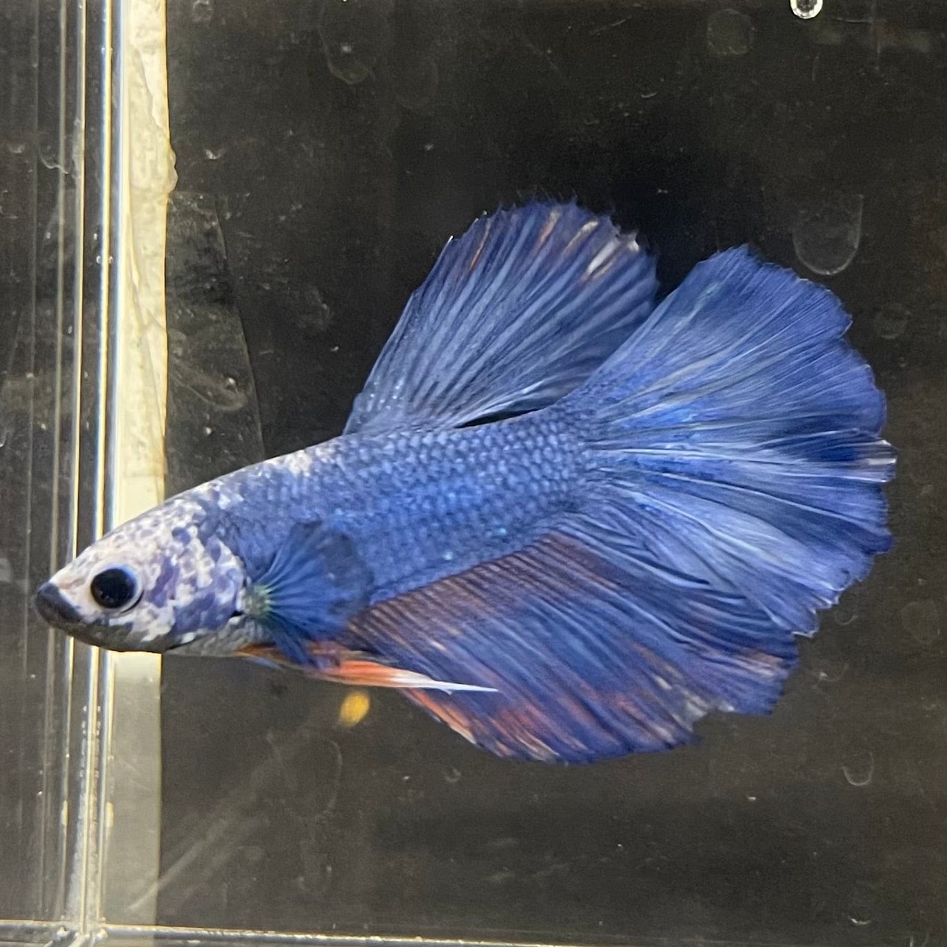 the-fish-farm Male Betta Male Betta - One Only - 5 Choose your favourite Male Betta from The Fish Farm Australia