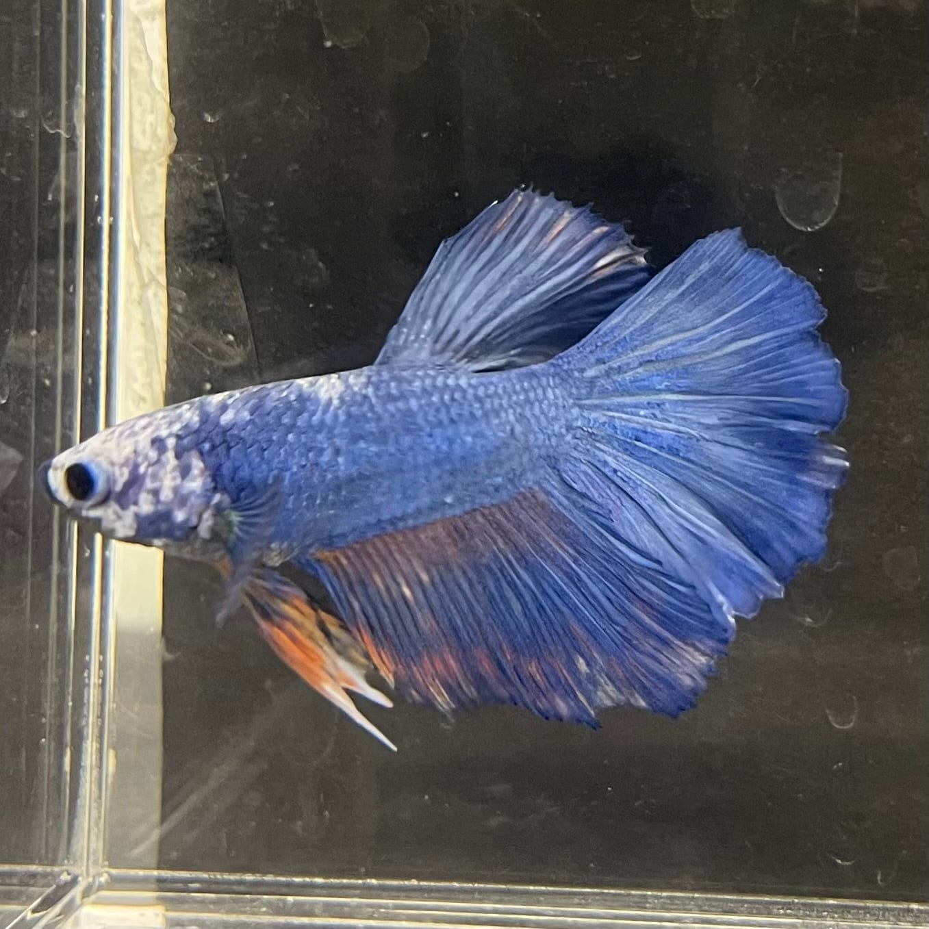 the-fish-farm Male Betta Male Betta - One Only - 5 Choose your favourite Male Betta from The Fish Farm Australia