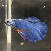 the-fish-farm Male Betta Male Betta - One Only - 5 Choose your favourite Male Betta from The Fish Farm Australia