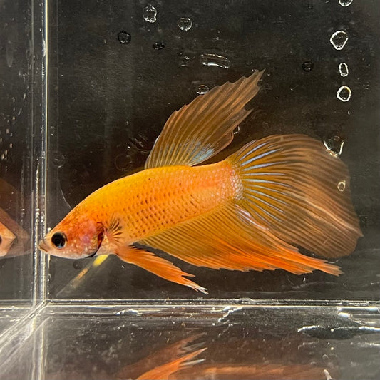 the-fish-farm Male Betta Male Betta - One Only - 5 Choose your favourite Male Betta from The Fish Farm Australia