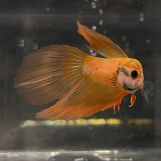 the-fish-farm Male Betta Male Betta - One Only - 5 Choose your favourite Male Betta from The Fish Farm Australia