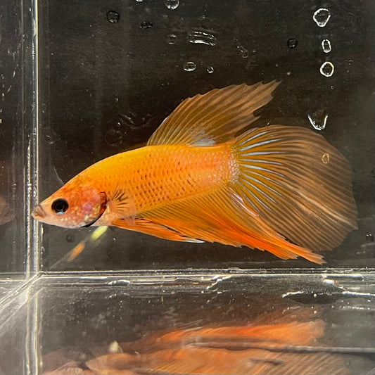 the-fish-farm Male Betta Male Betta - One Only - 5 Choose your favourite Male Betta from The Fish Farm Australia