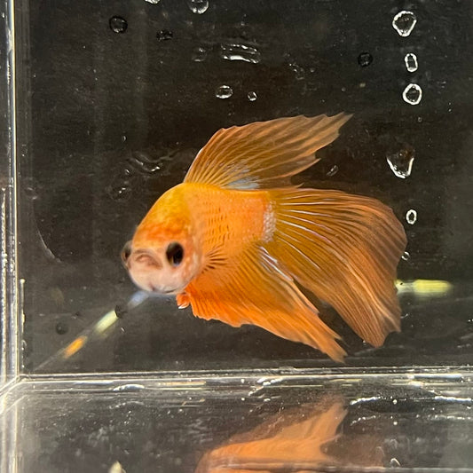 the-fish-farm Male Betta Male Betta - One Only - 5 Choose your favourite Male Betta from The Fish Farm Australia